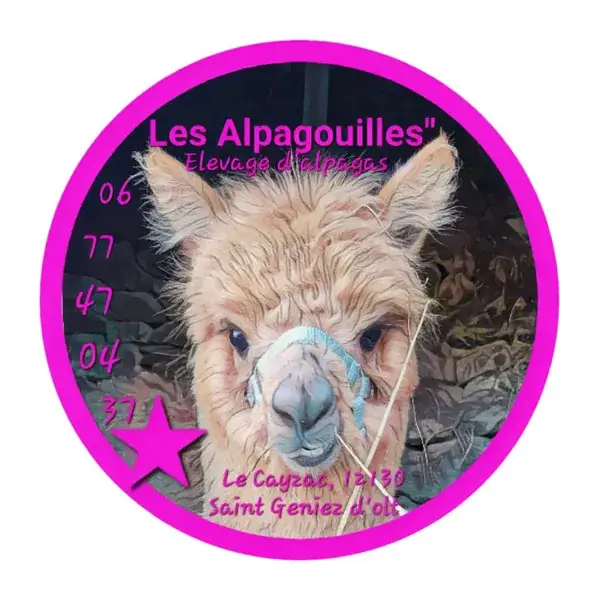 Balade avec les alpagas