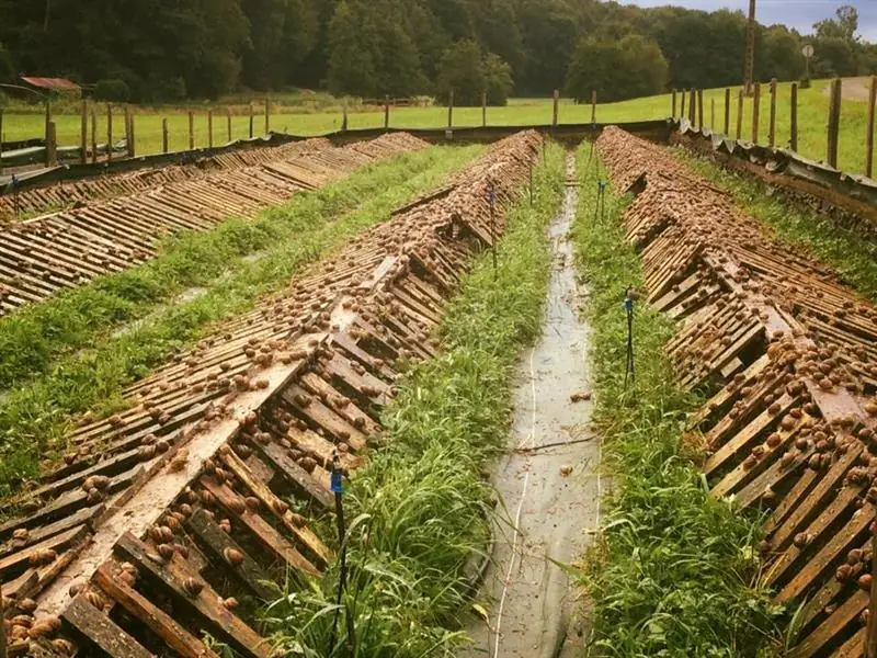 Visite de la ferme aux escargots de Margaux