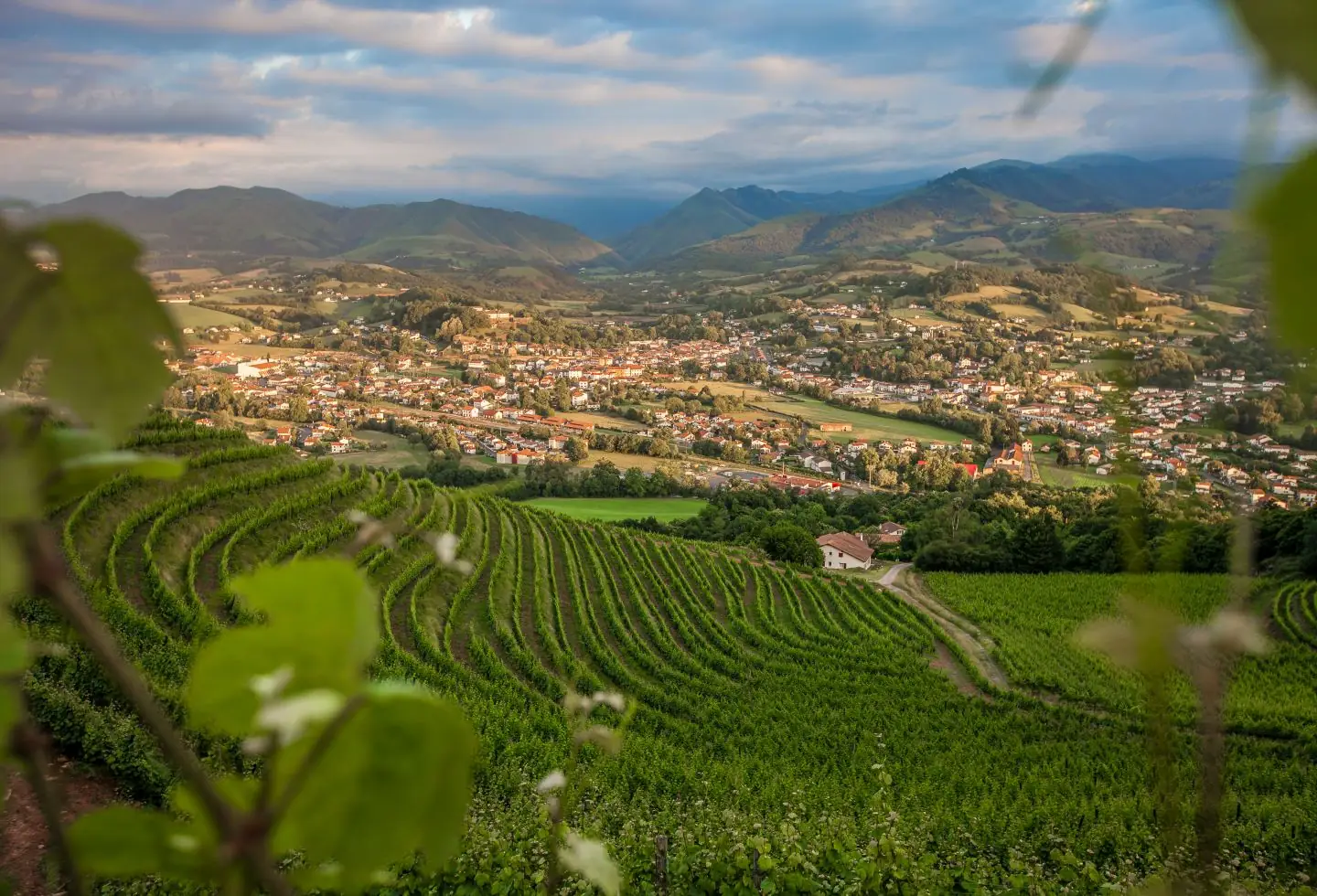 Visite du Vignoble Brana et dégustation