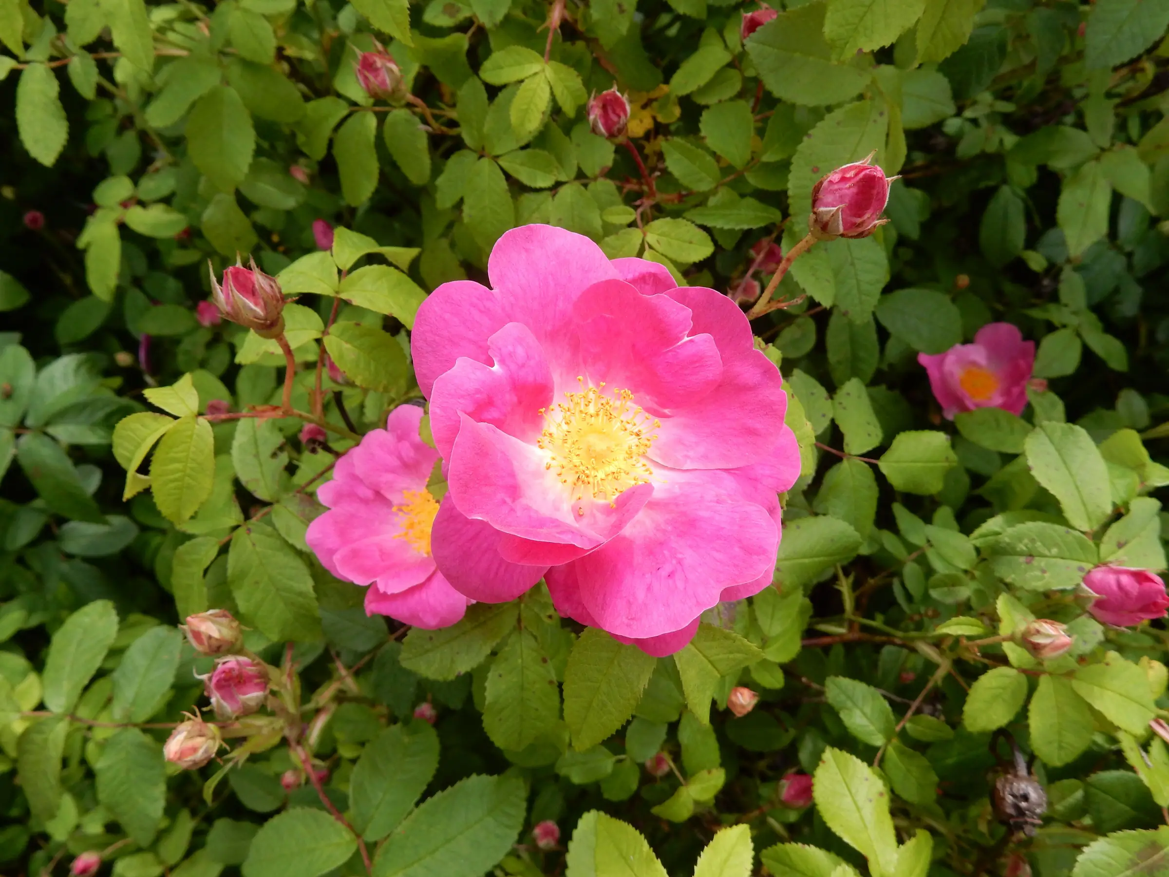 Le Jardin des Simples de l'Île de Vassivière