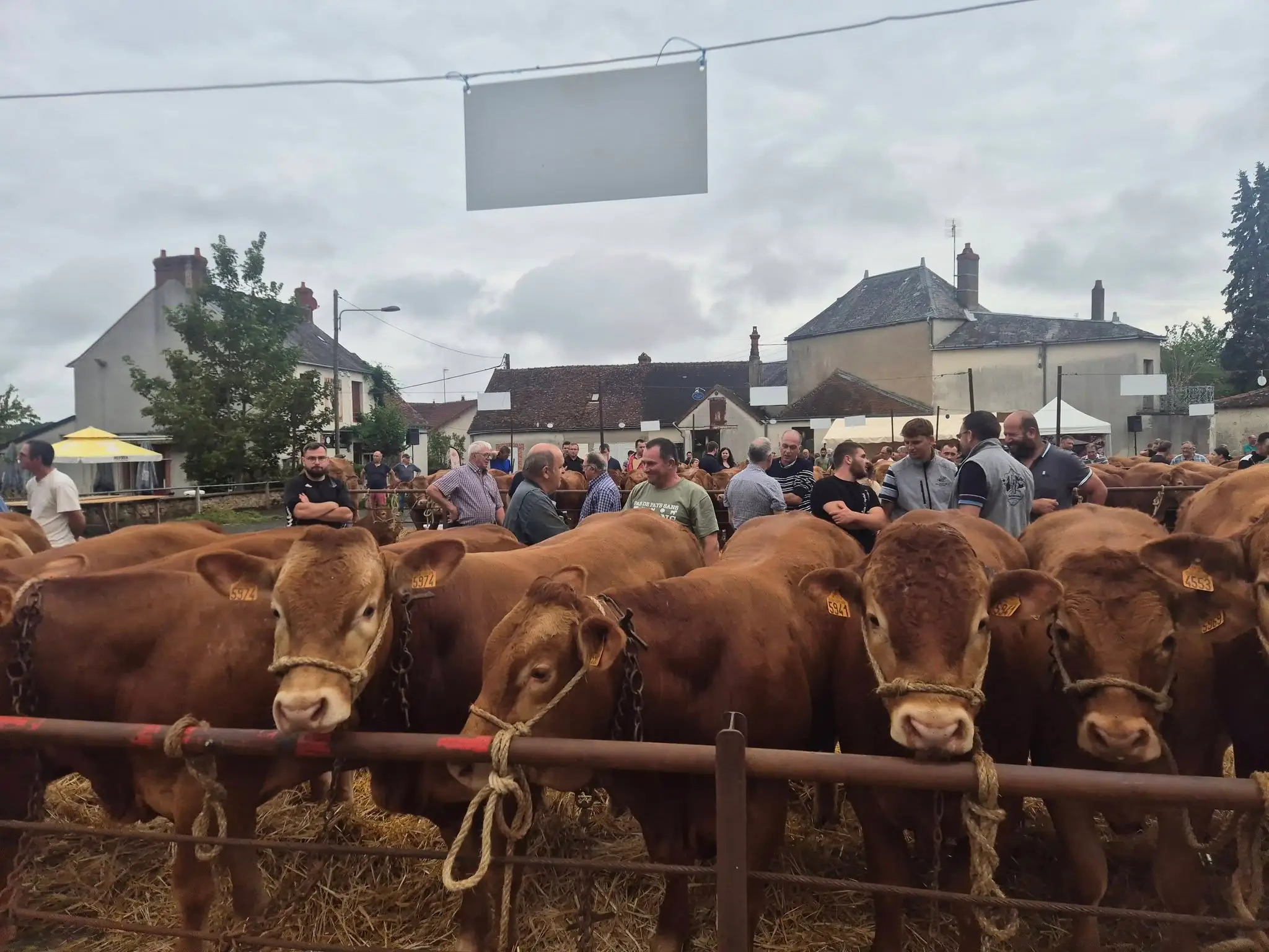 Foire bovine