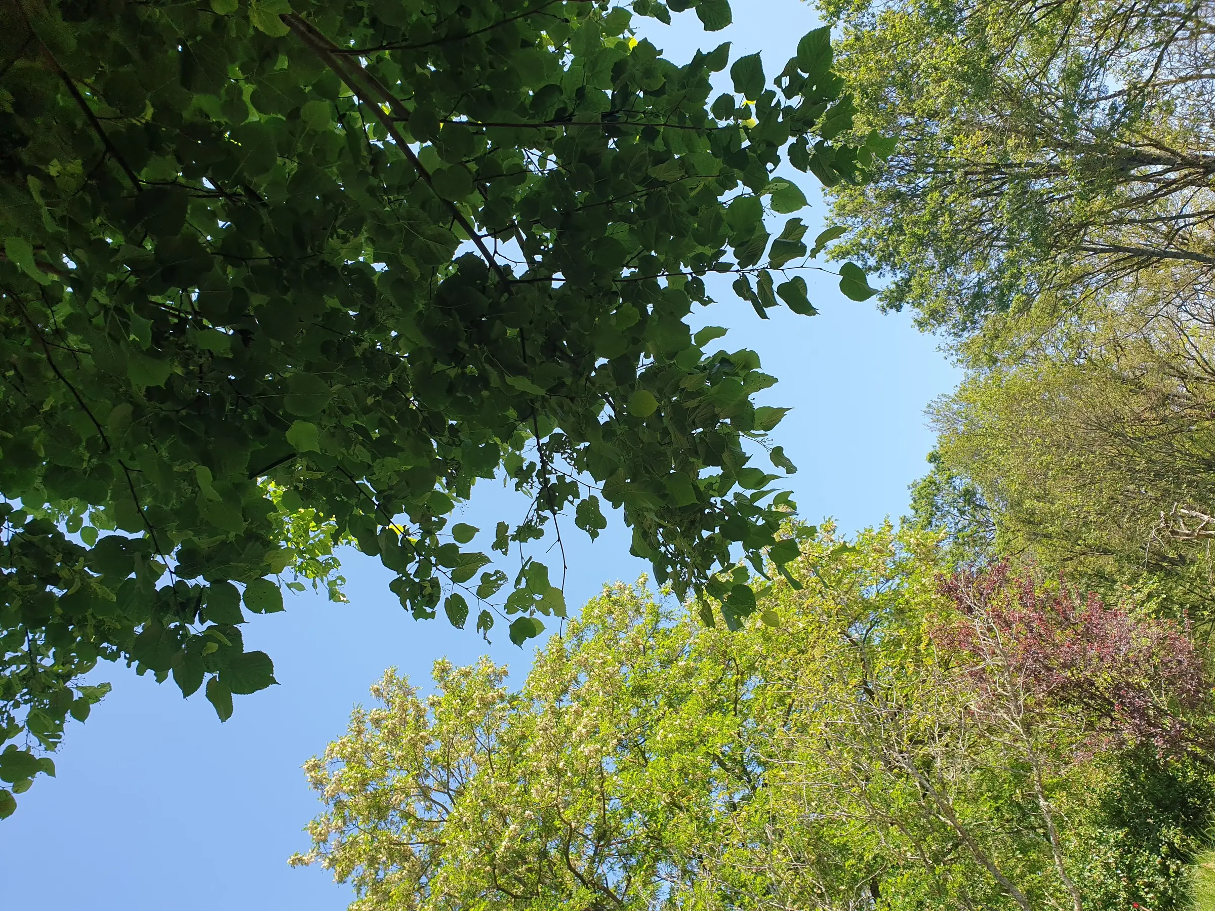 Atelier de sylvoénergétique : découvrez les bienfaits des arbres