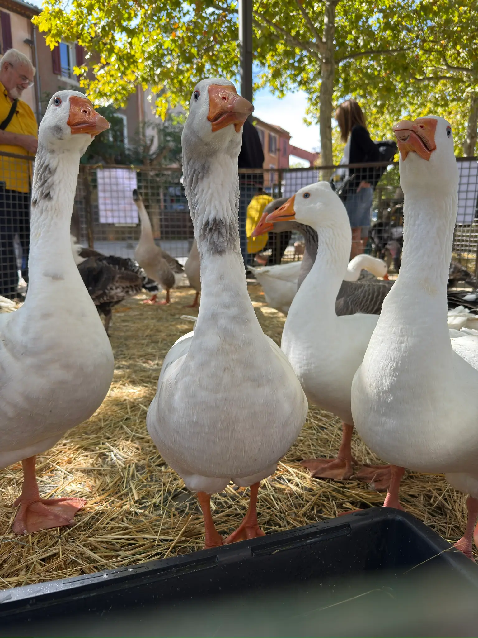 Foire agricole de la Saint-Michel