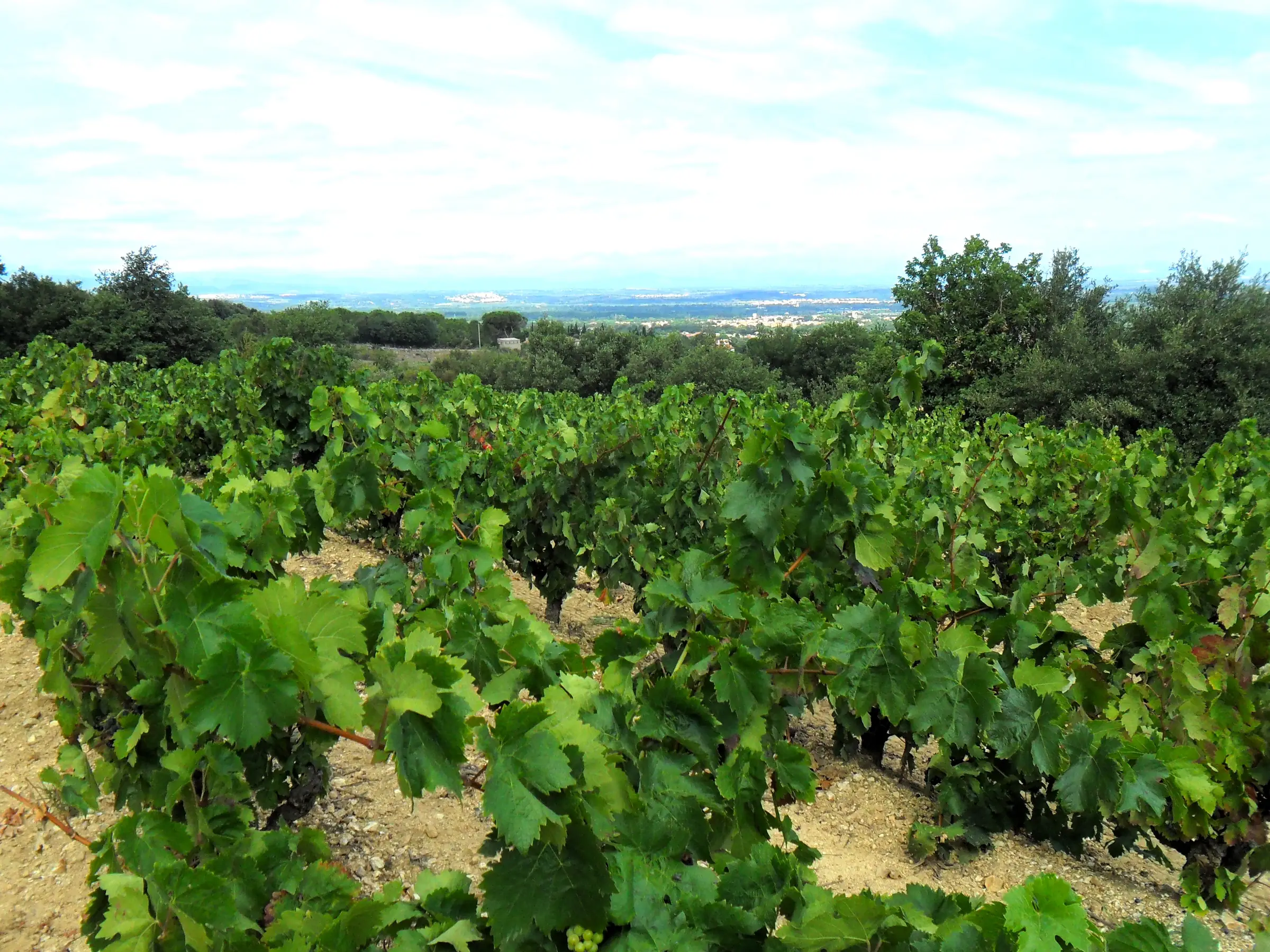 OENO-BALADE AVEC LE DOMAINE DEPRADE-JORDA