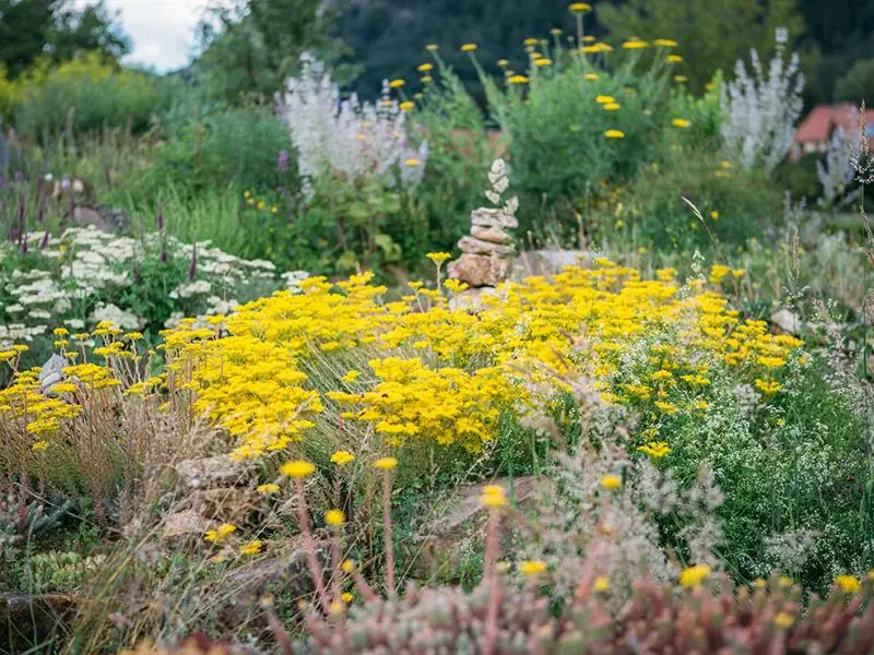 Visite guidée du jardin écologique Hymenoptera