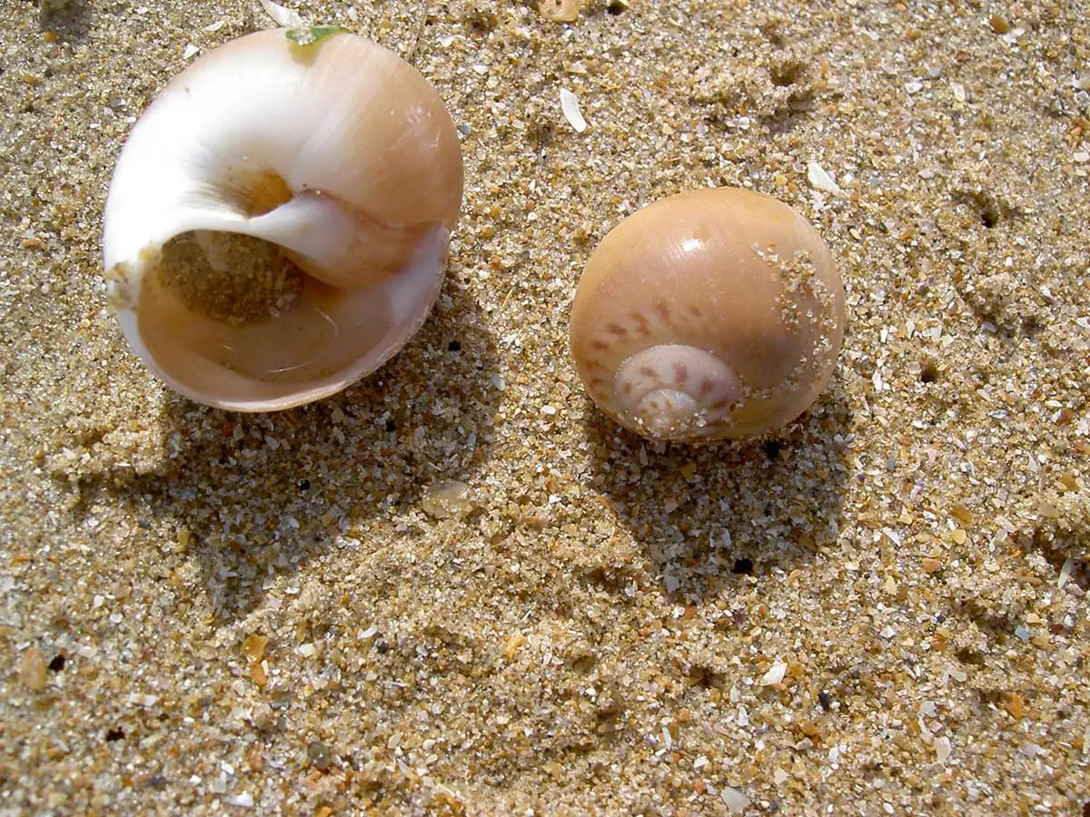 Balade découverte sur la plage d'Hermanville (comprend un atelier cerf volant)