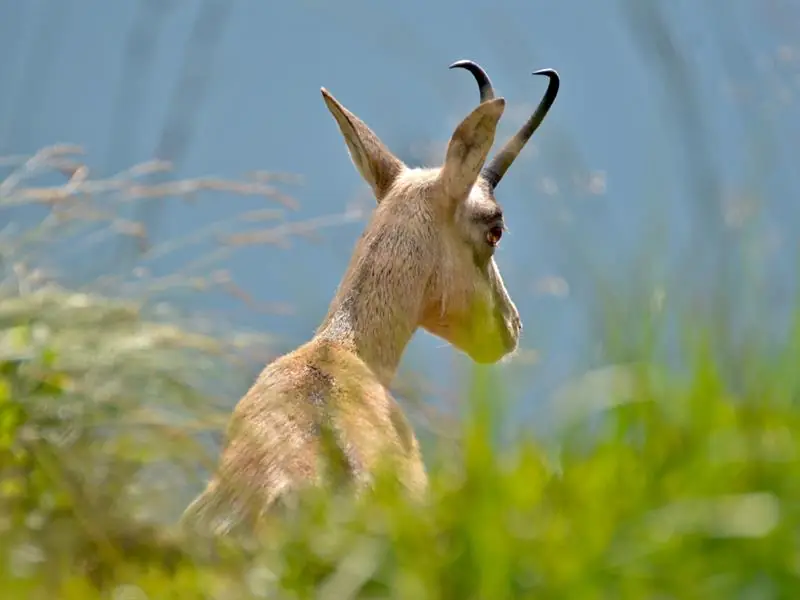 Sortie à la rencontre des chamois