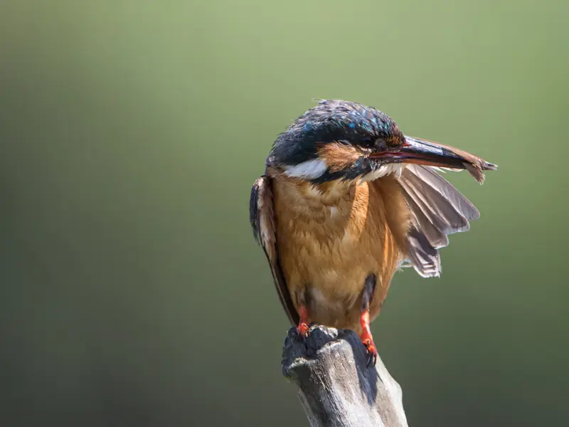 Samedi ornitho à Terres d'Oiseaux