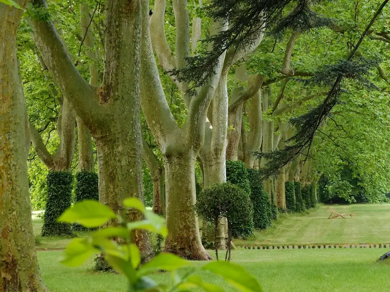 PARC DU DOMAINE DE MONTLAUR