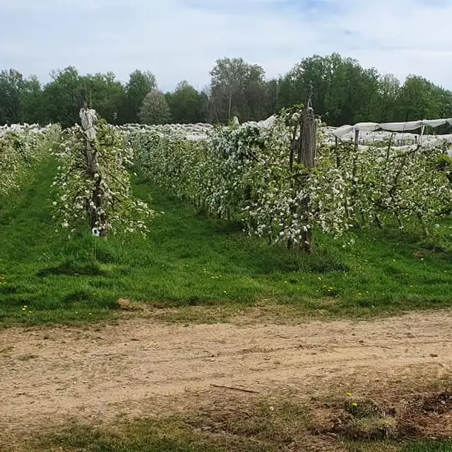 Visite ludique en famille du Verger BIO de Quinsac