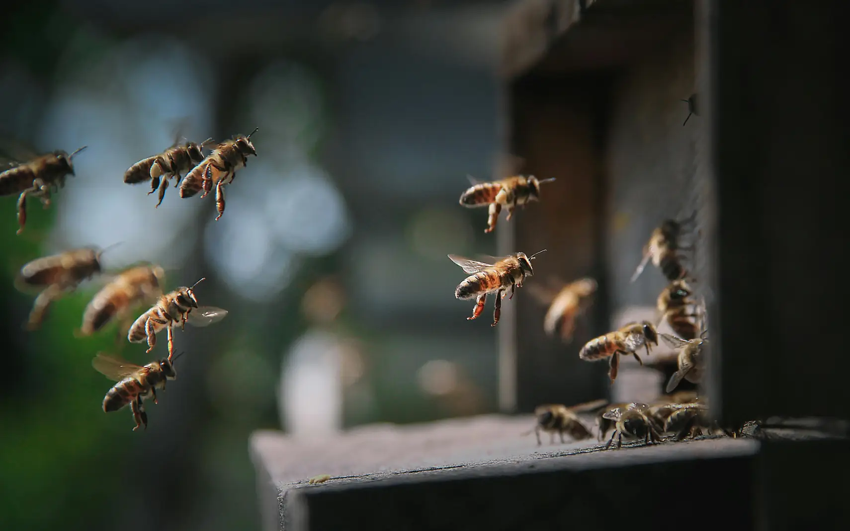 Découverte de l'apiculture et de l'abeille noire des Landes