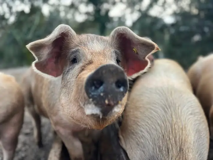 Rencontre Papilles et saveurs - Ferme du Frouzet