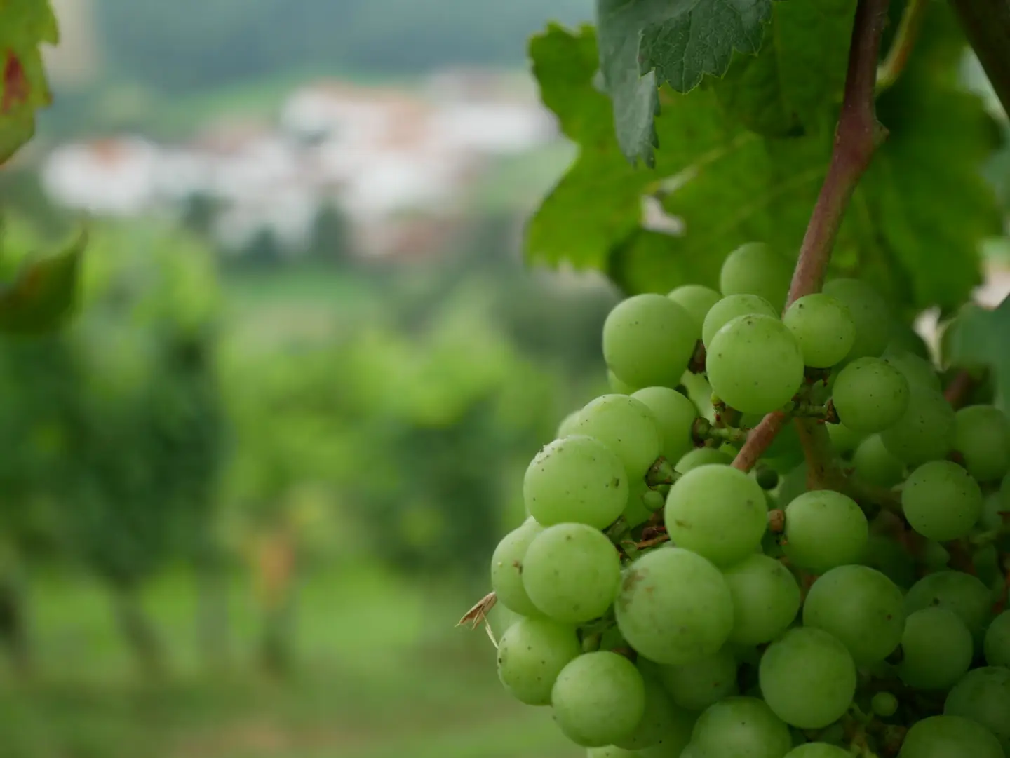 Rencontre vigneronne
