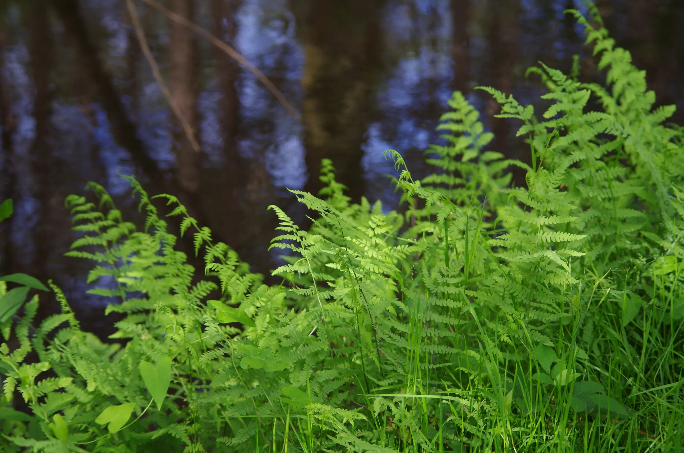 Balade nature - Entre lac et marais