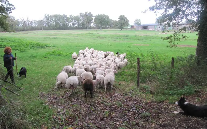 Transhumance des brebis de la ferme de Gommiers ANNULE