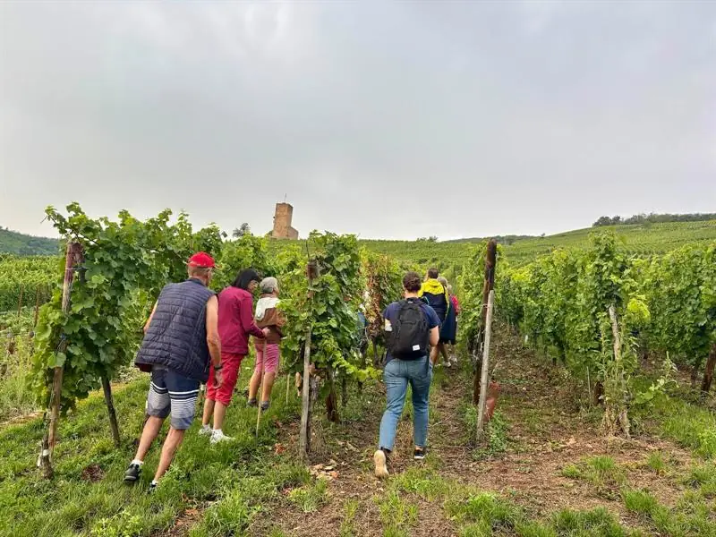 De la vigne au verre - secret du vin d'Alsace