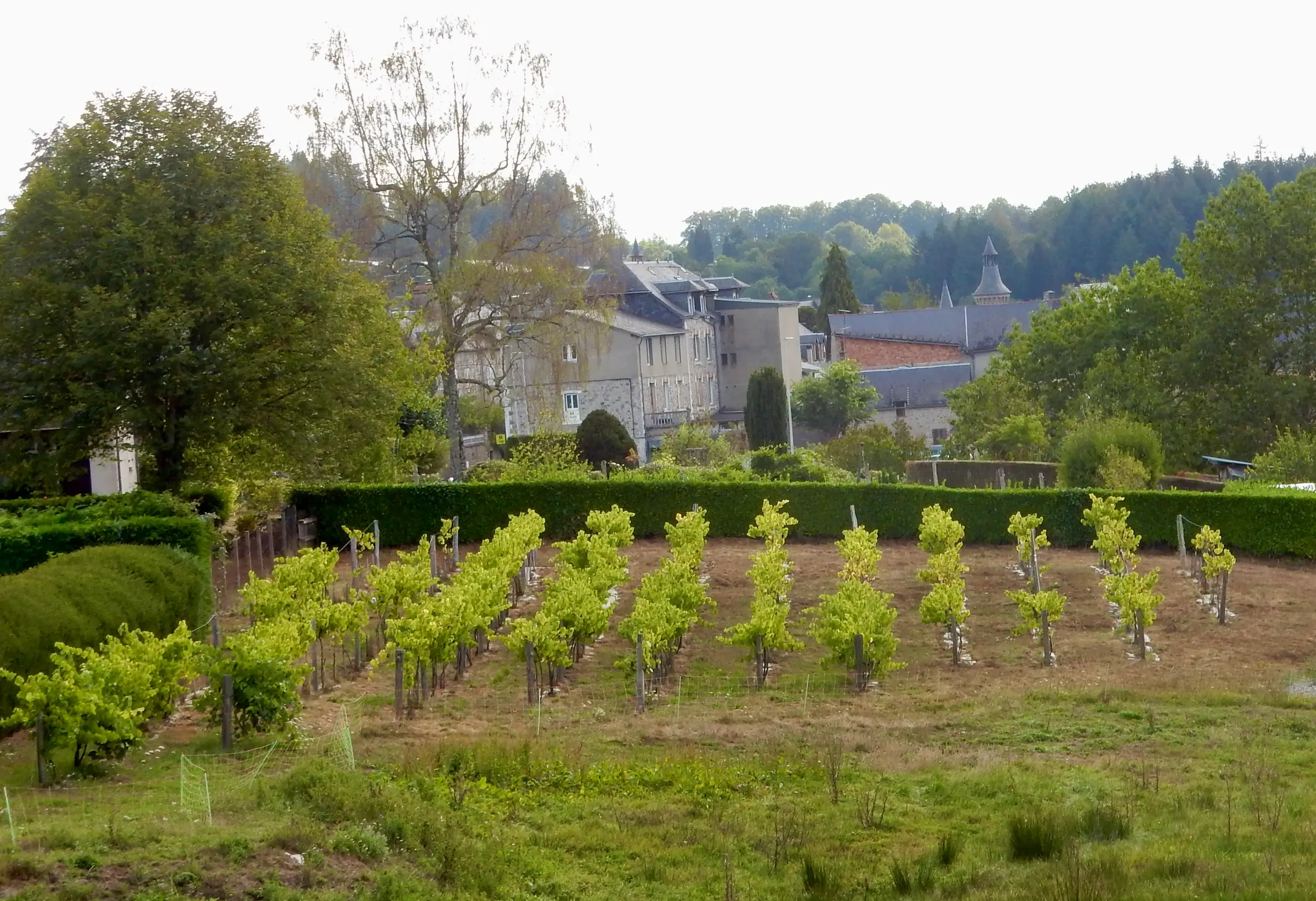 F. Vignoble des moines Larose