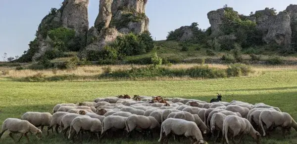Rando aligot sur le Causse Noir au chaos de Roquesaltes -2026