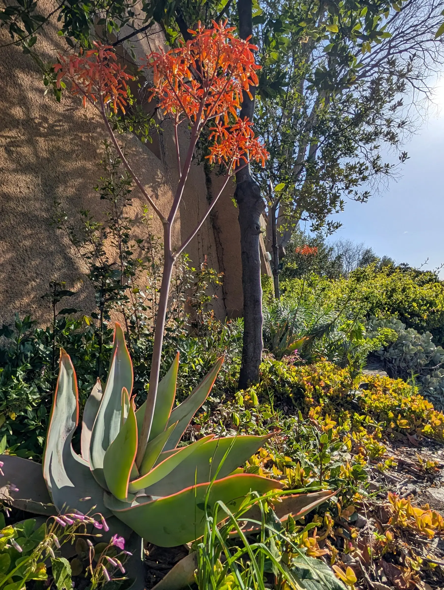 BIODIVERSARIUM : JARDIN MEDITERRANEEN DU MAS DE LA SERRE