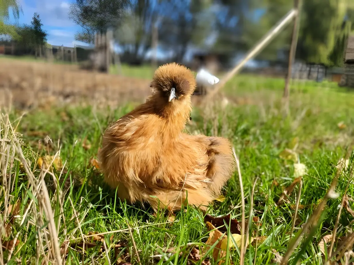Ferme pédagogique Les Petits Sabots de l'Oudon