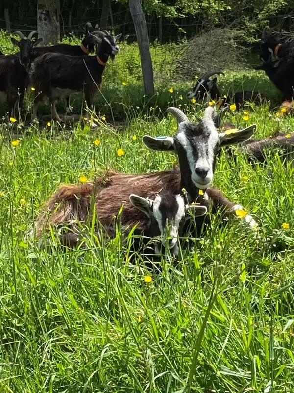 Contes à la Ferme de la Piloterie