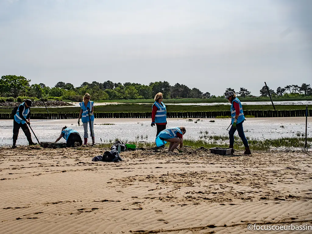 Chantier participatif : arrachage de la spartine anglaise