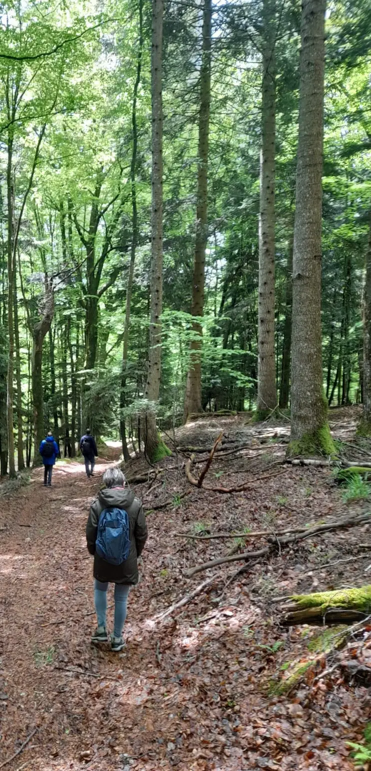Séance de sylvothérapie : vivez votre 1er bain de forêt