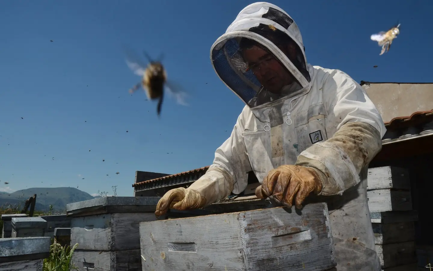 Visite à la Ferme : Abeilles et délices