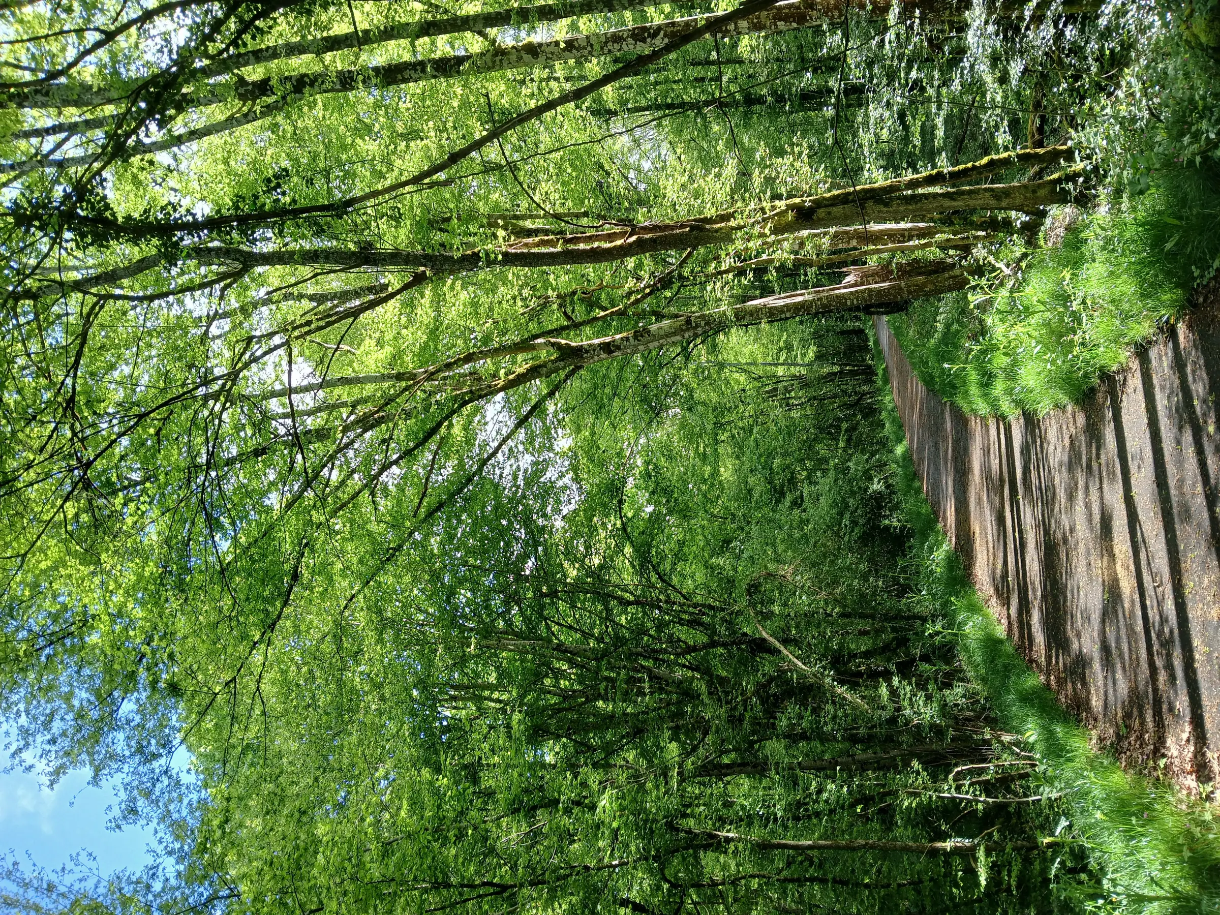 Atelier de sylvoénergétique : découvrez les bienfaits des arbres