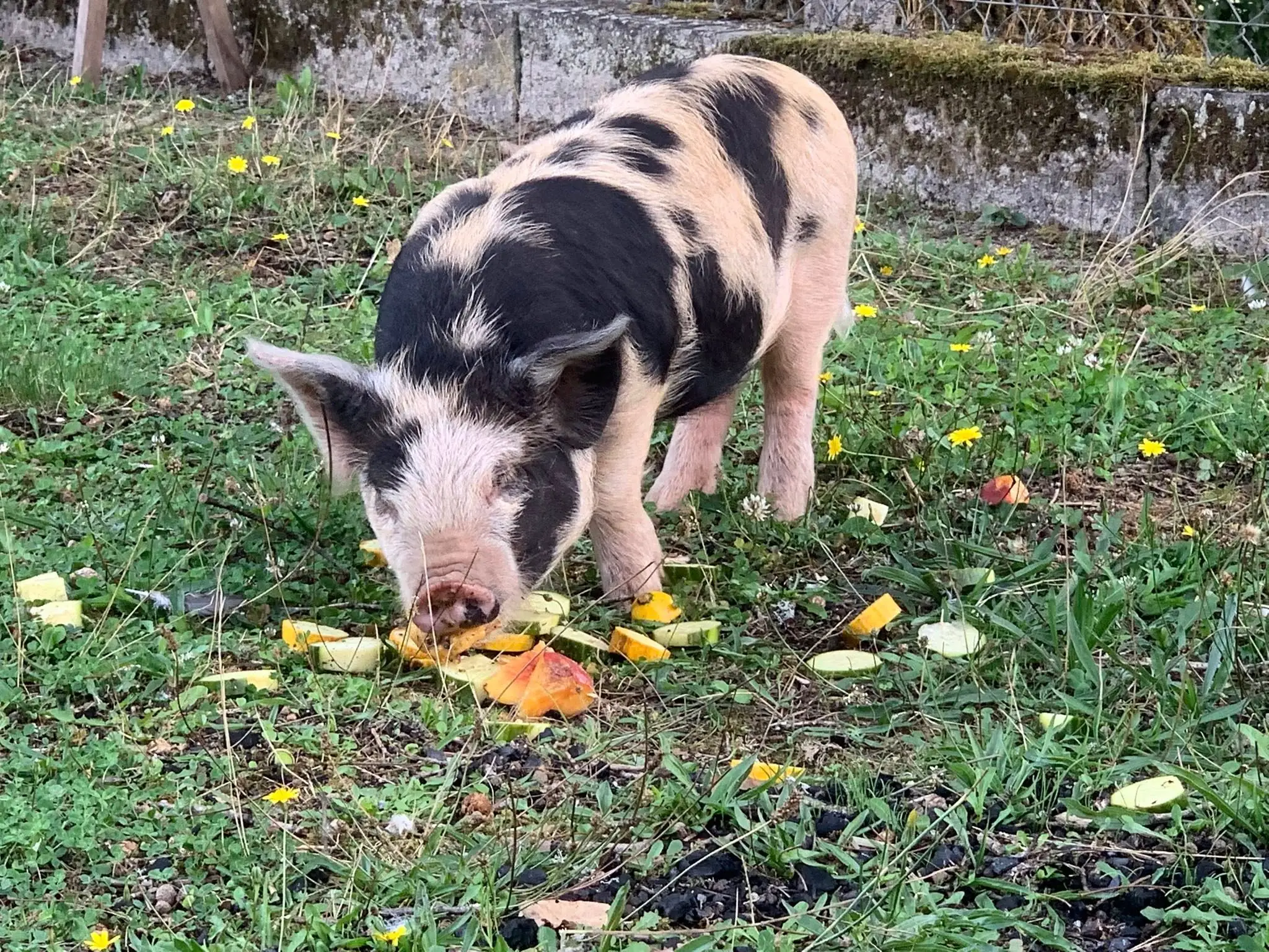 Animations à la ferme pédagogique du domaine D'Hestia