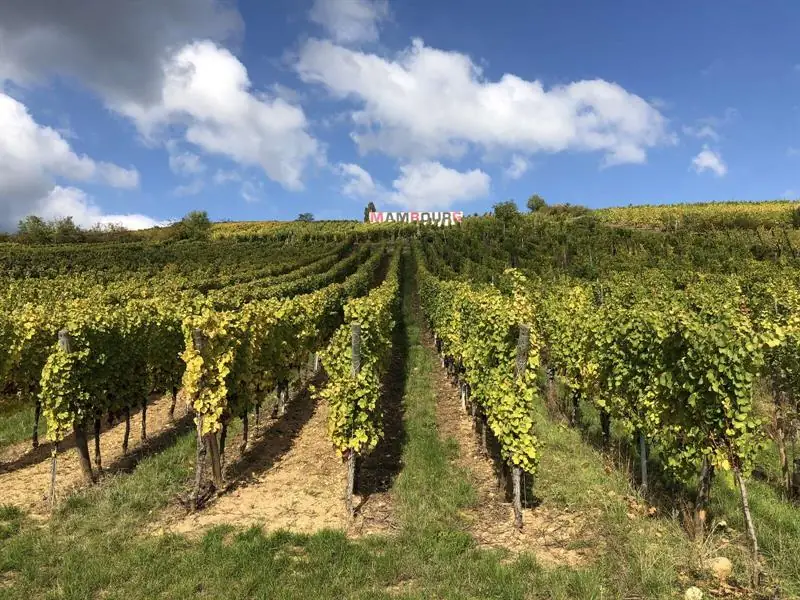 Sigolsheim