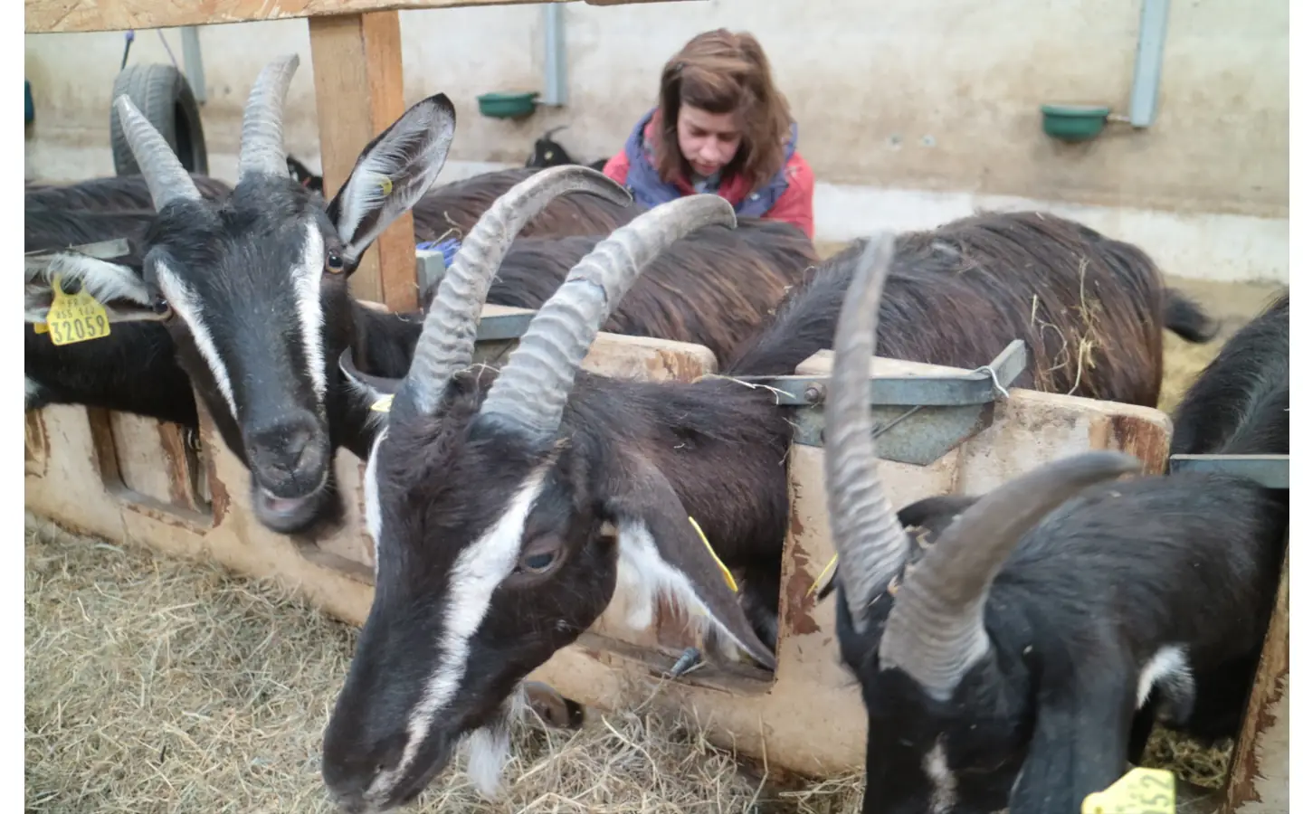 Visite de la ferme la kabane à kabris