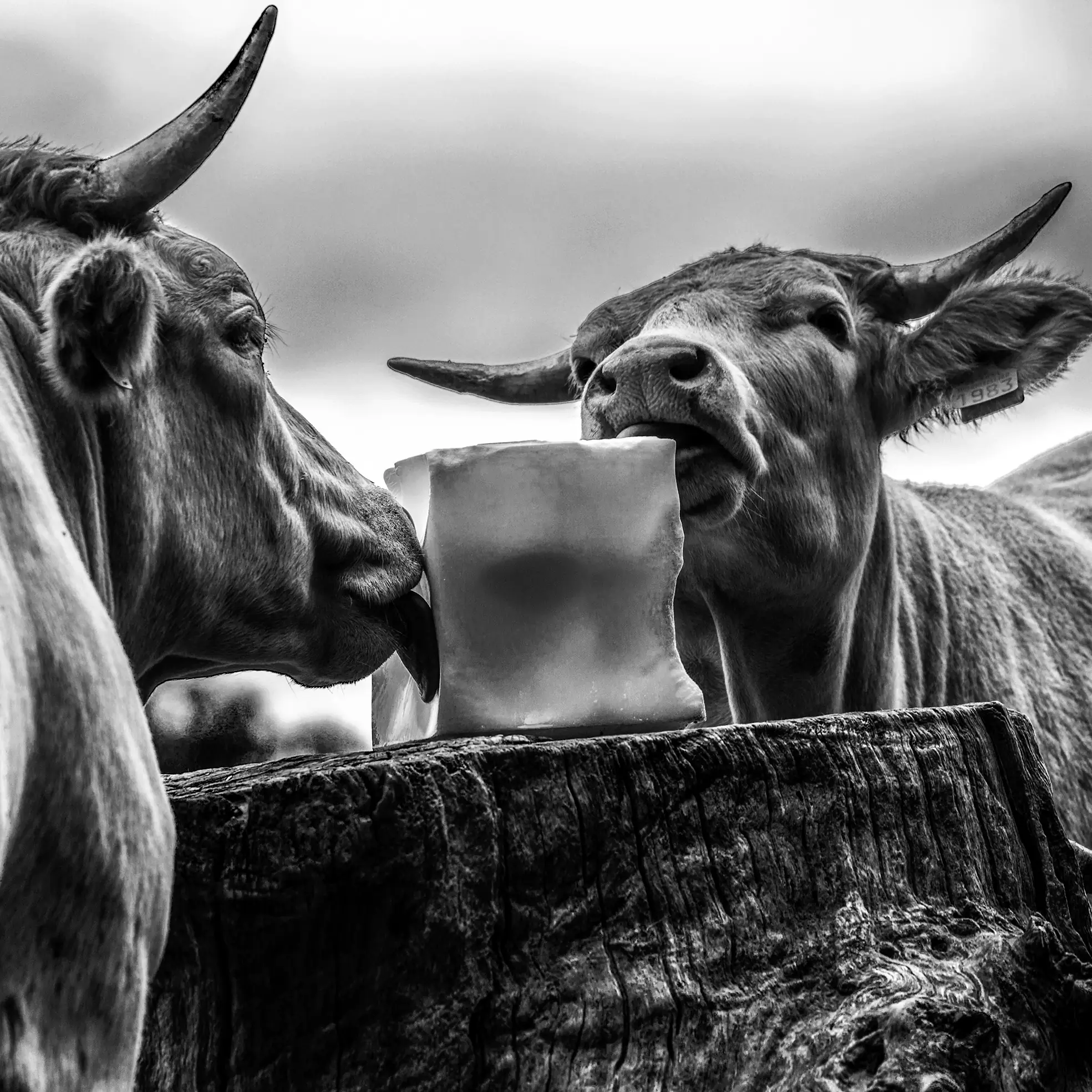 "Genèse d'une Œuvre" : Exposition de photographies à "L'Arôme"