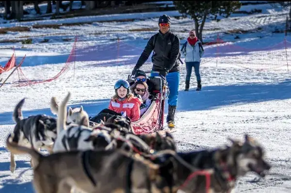 Nordic team - musher