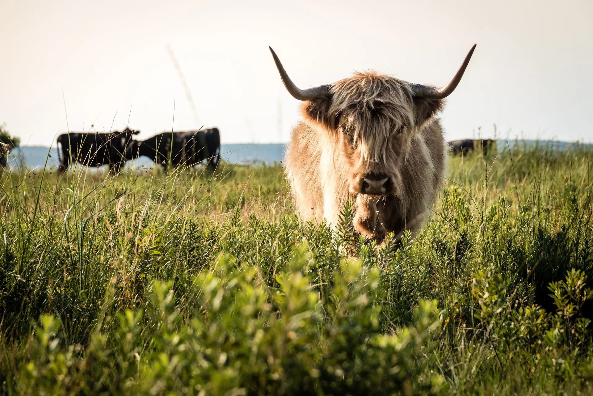 Découverte des prairies au bord du lac de Parentis