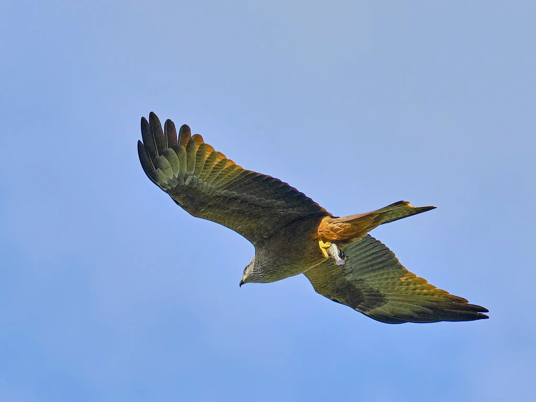 Voir les rapaces