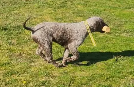 Obéissance canine + C.S.A.U.