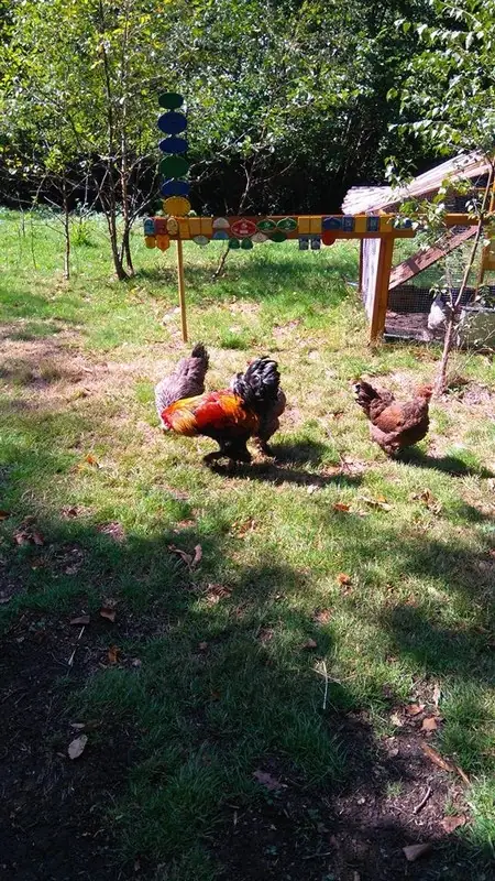 La Mini Ferme de Tonguy