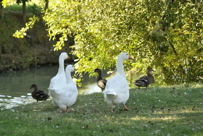 Saint-Hilaire-la-Palud, capitale du Marais sauvage