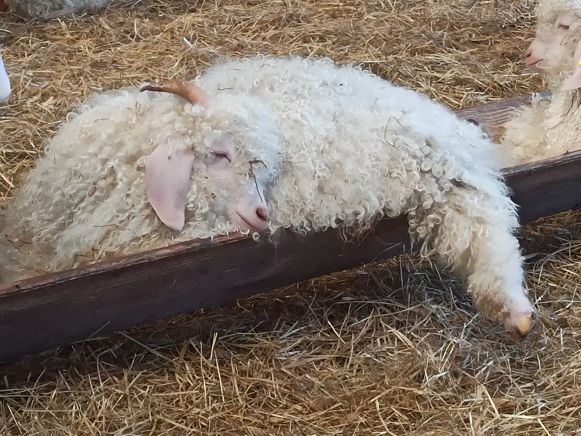 La Grange au Mohair