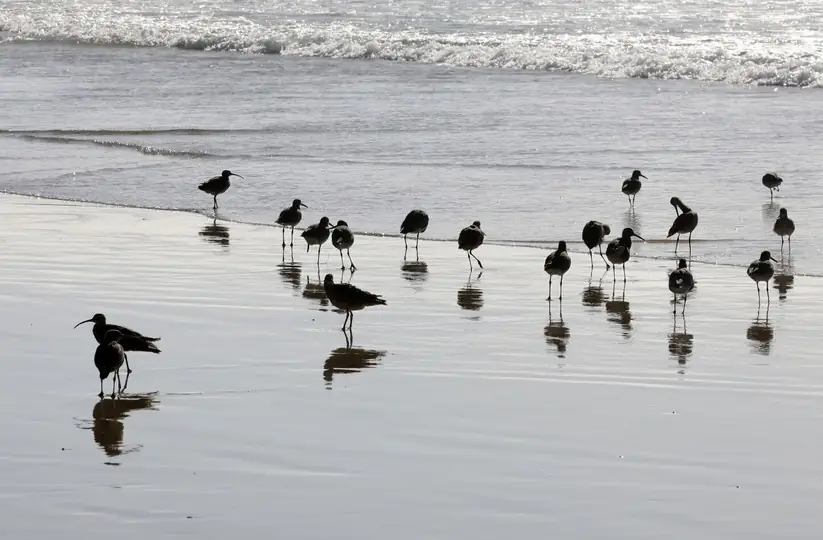 La valse des vagues