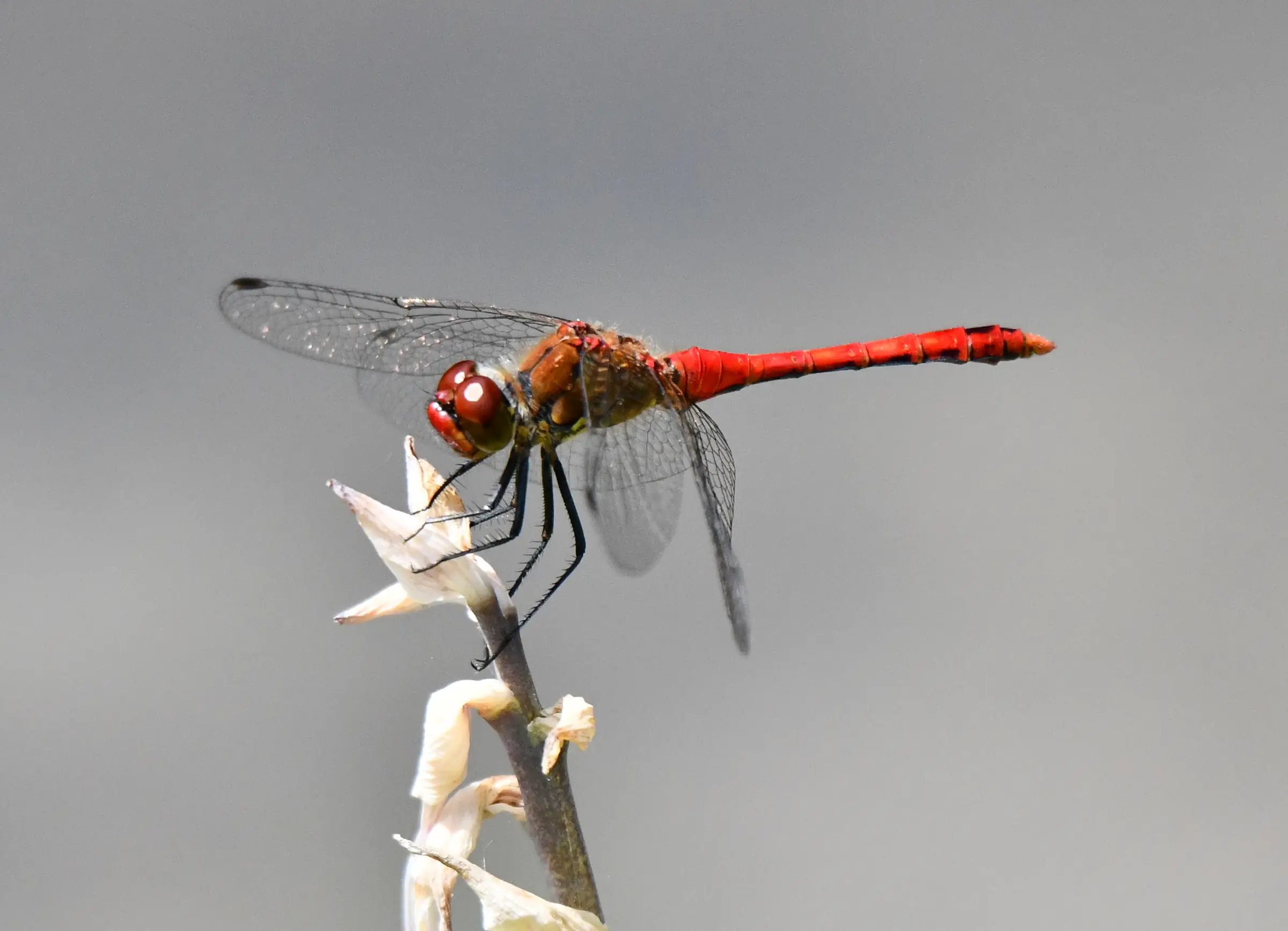 Insectes auxiliaires de nos jardins
