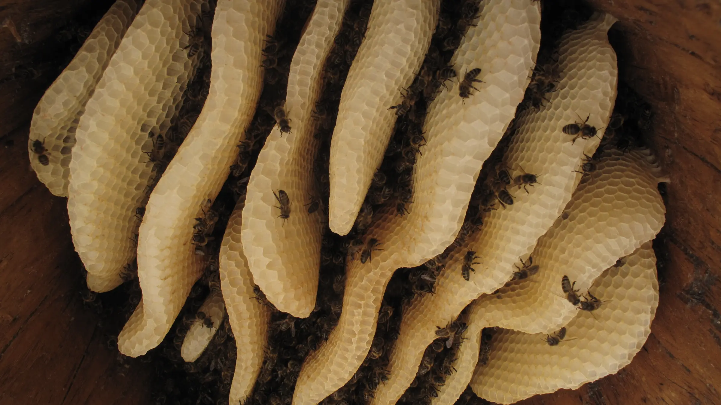 LES RUCHERS TRONCS DE LA VALLÉE DE L'ABEILLE NOIRE