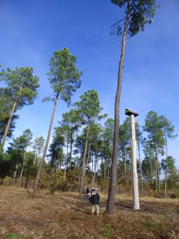 La Forêt d'Art Contemporain : "Le Pavillon", oeuvre n°17