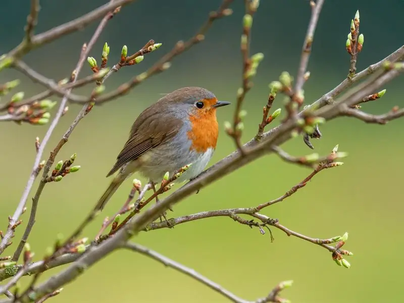 Oiseaux du Ballon d’Alsace