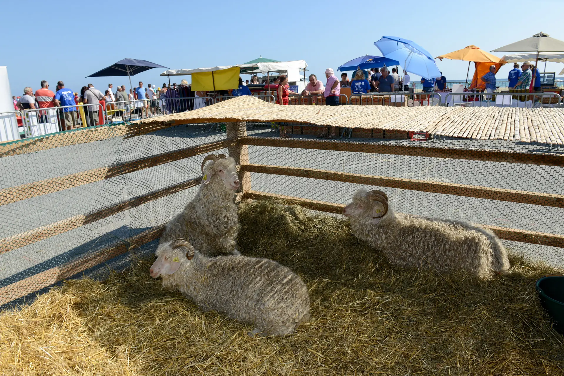 LA FERME A CANET