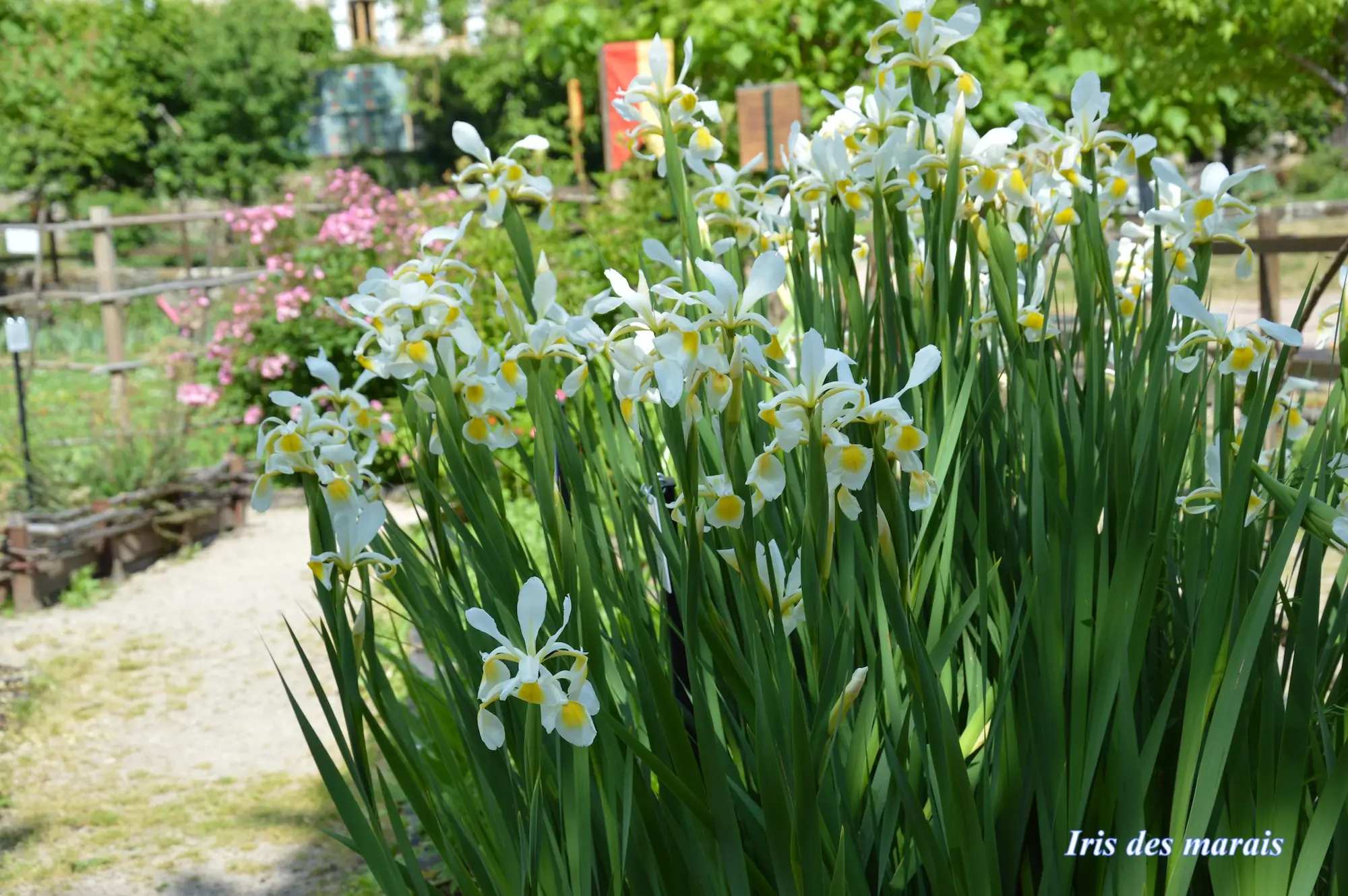 Jardin Médiéval