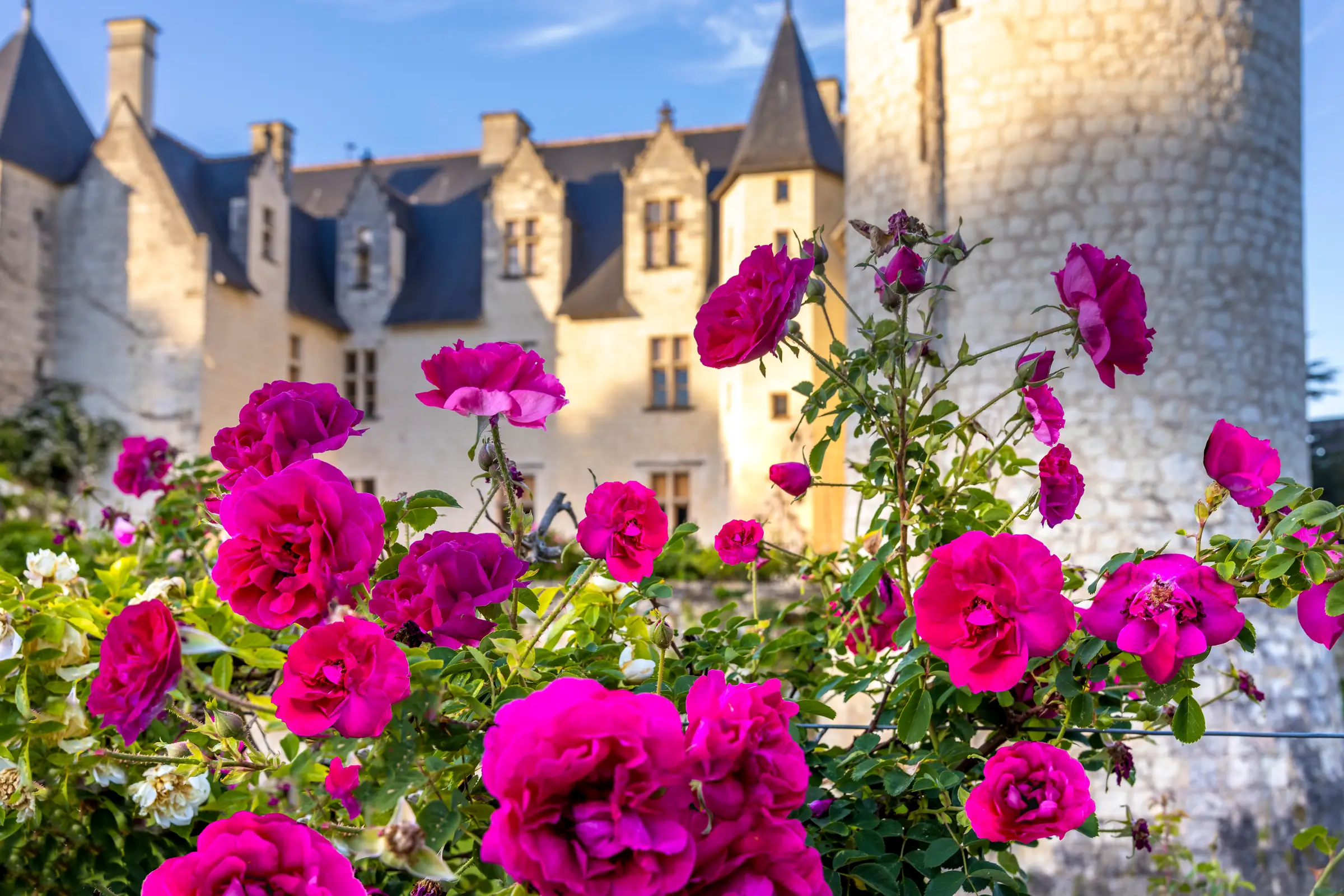 Fête des Roses