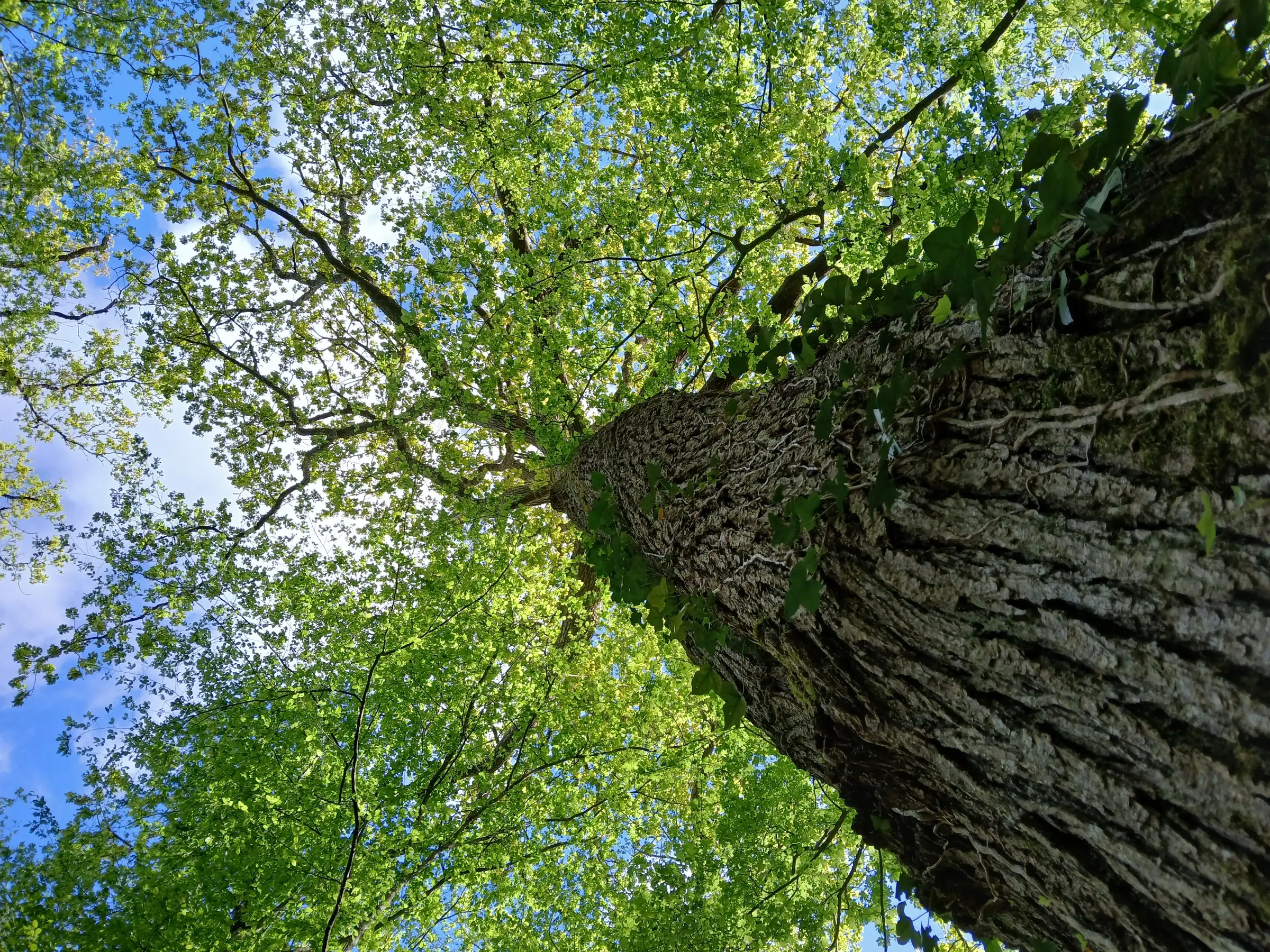 Atelier de sylvoénergétique : découvrez les bienfaits des arbres