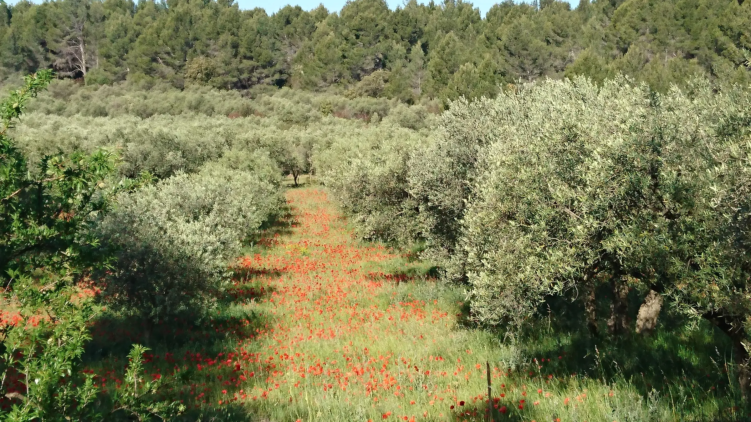 Les Olivades aux Baux de Provence
